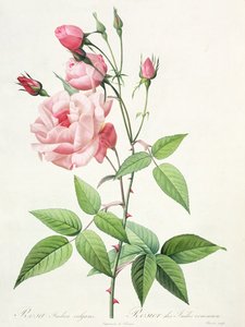 Rosa Indica Vulgaris, gravert av Bessin, fra 